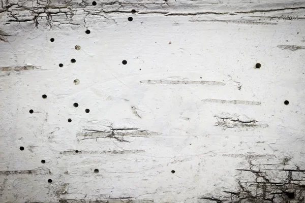 흉터와 Woodworm 구멍과 자작나무 껍질의 프레임 — 스톡 사진