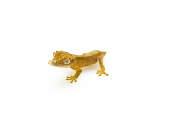 Genç Küçük Kahverengi Gecko Seçici Odak Beyaz Zemin Üzerine Izole — Stok fotoğraf
