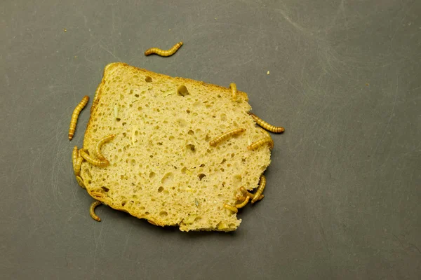 larvalı larva ekmek yeme siyah grunge arka plan üzerinde Grup