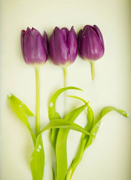 Группа Фиолетовых Тюльпанов Погруженных Кремовые Обои Молока — стоковое фото