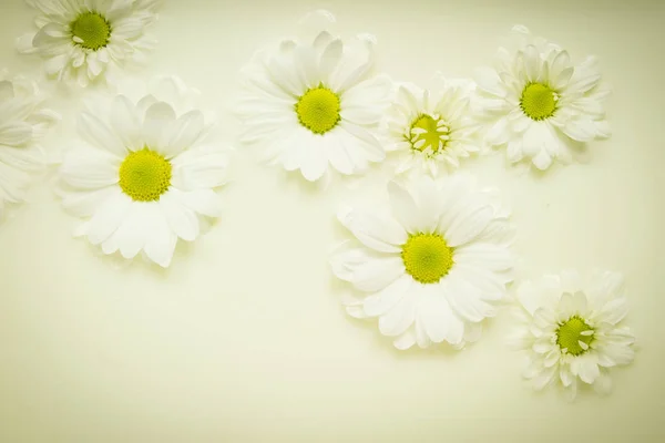 白色雏菊浸泡在奶油牛奶中的壁纸 — 图库照片