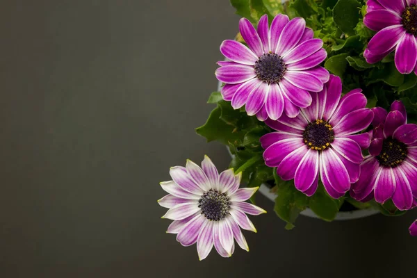 Bovenaanzicht Van Kleurrijke Daisy Stel Permanent Zwarte Grunge Achtergrond — Stockfoto