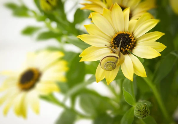 Stelletje Gele Bloemenbehang Met Selectieve Aandacht Kleine Tuin Slak — Stockfoto