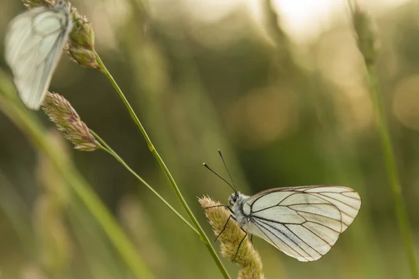 White Butterfly Sitting Blade Grass Sunset — Stock Photo, Image