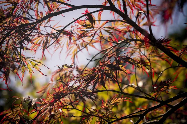 Kırmızı Japon akçaağaç arka ışık ve gökyüzü ile duvar kağıdı