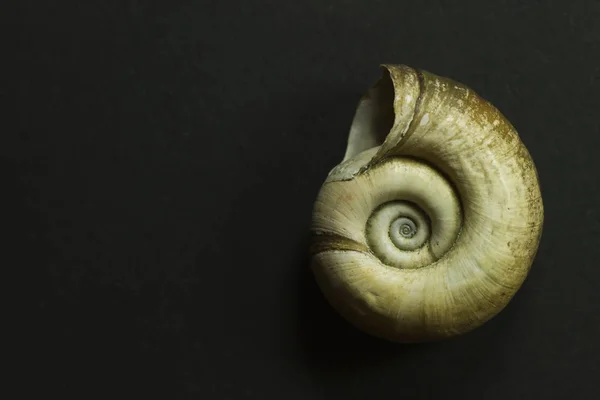 Tom Spiral Fossil Shell Blackground — Stockfoto