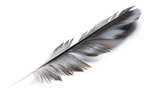 Black Feather Isolated White Background — Stock Photo, Image
