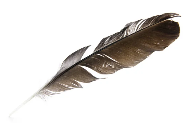 Black Feather Isolated White Background Stock Picture