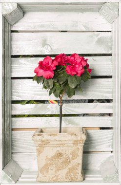 çiçek dekorasyon boyalı sandık rafta