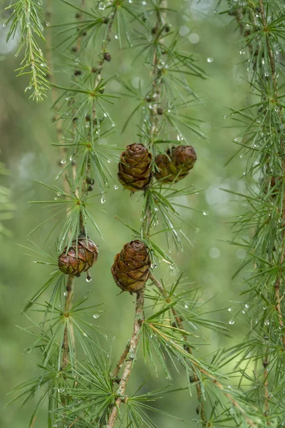 带锥和雨滴的落叶松树枝全帧壁纸 — 图库照片