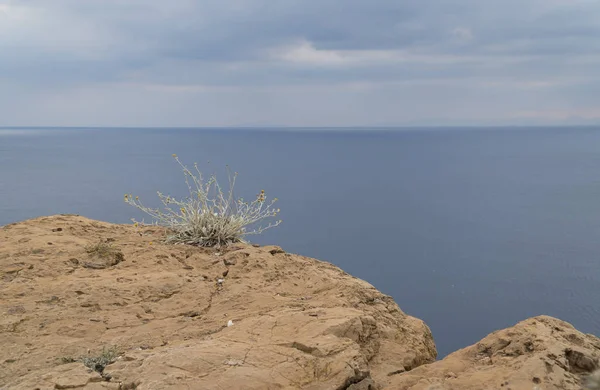 Mar Paisaje Vacío Con Planta Seca Sobre Roca — Foto de Stock