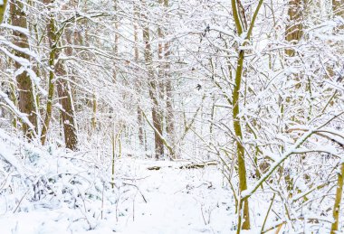 Nehri yakınında ağaçlar kış aylarında beyaz kar ile kaplı