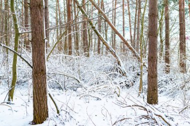 Nehri yakınında ağaçlar kış aylarında beyaz kar ile kaplı