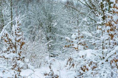 Nehri yakınında ağaçlar kış aylarında beyaz kar ile kaplı
