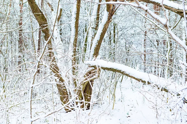 Δέντρα Κοντά Στον Ποταμό Είναι Καλυμμένα Λευκό Χιόνι Χειμώνα — Φωτογραφία Αρχείου
