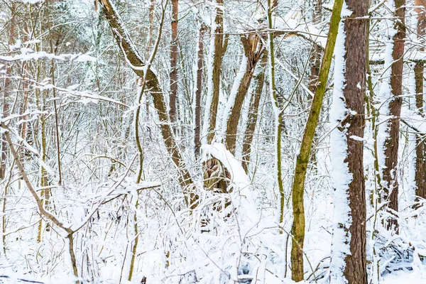 Trærne Ved Elven Dekket Hvit Snø Vinteren – stockfoto