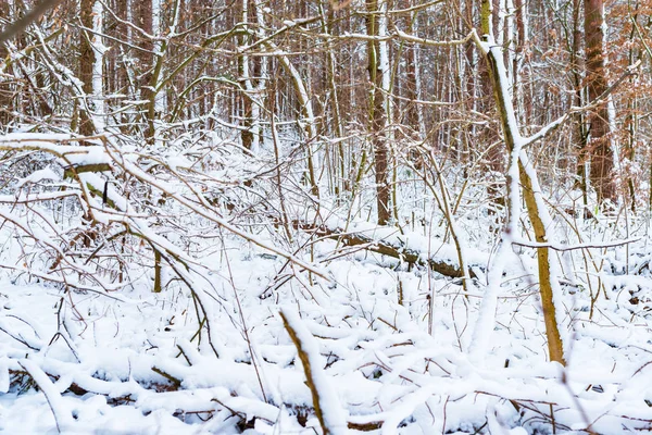 근처에 나무는 겨울에 눈으로 — 스톡 사진