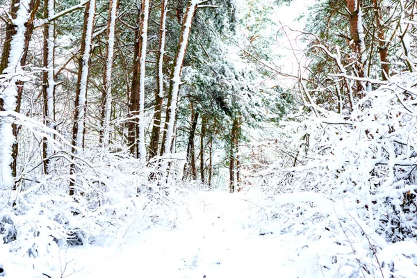 근처에 나무는 겨울에 눈으로 — 스톡 사진