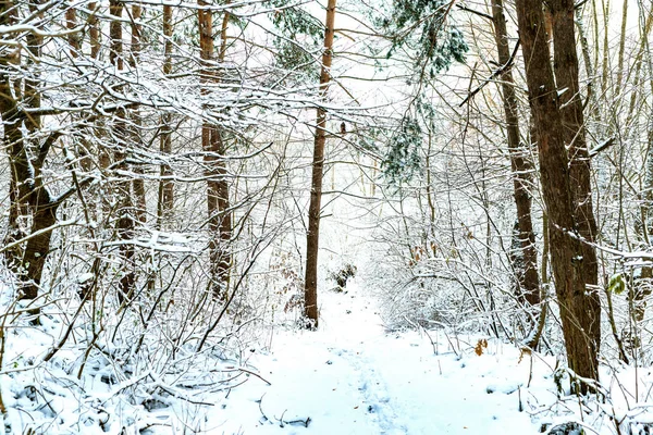 Stromy Řeky Jsou Pokryty Bílým Sněhem Zimě — Stock fotografie