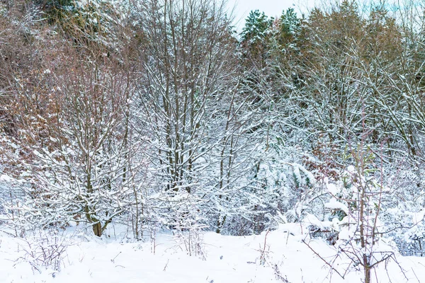 Los Árboles Cerca Del Río Están Cubiertos Nieve Blanca Invierno —  Fotos de Stock