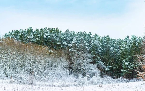 Träden Nära Floden Täckta Med Vit Snö Vintern — Stockfoto