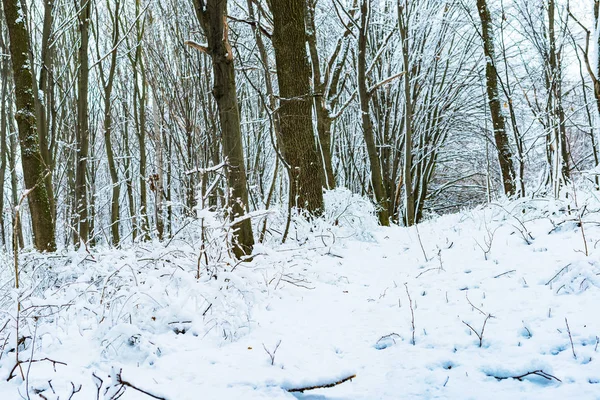 Дерева Біля Річки Вкриті Білим Снігом Взимку — стокове фото