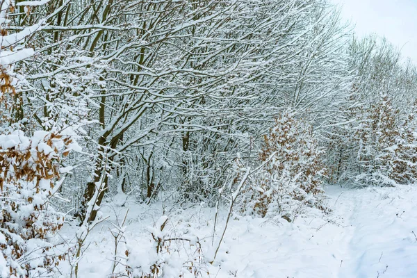 Los Árboles Cerca Del Río Están Cubiertos Nieve Blanca Invierno —  Fotos de Stock