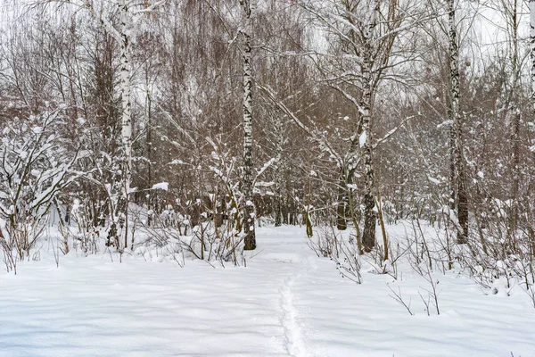 Trærne Ved Elven Dekket Hvit Snø Vinteren – stockfoto