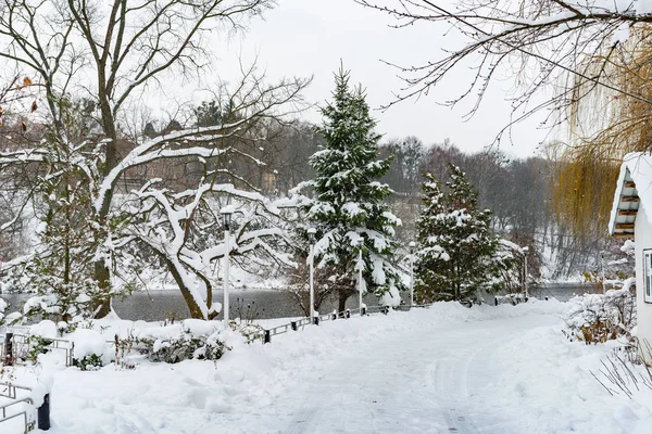 Träden Nära Floden Täckta Med Vit Snö Vintern — Stockfoto