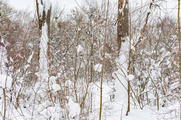 Árboles Bosque Están Cubiertos Nieve Blanca Invierno —  Fotos de Stock