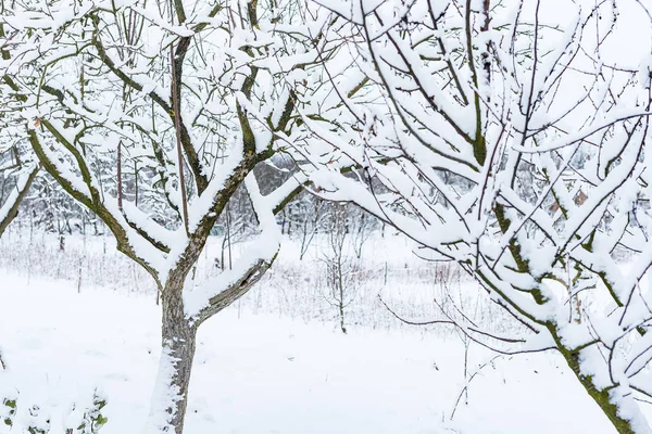 Los Árboles Jardín Están Cubiertos Nieve Invierno — Foto de Stock