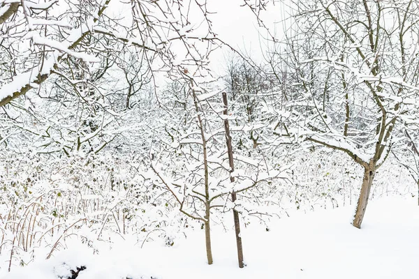 정원에서 나무는 겨울에 눈으로 — 스톡 사진