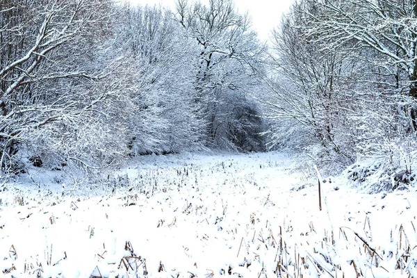 Träden Nära Floden Täckta Med Vit Snö Vintern — Stockfoto