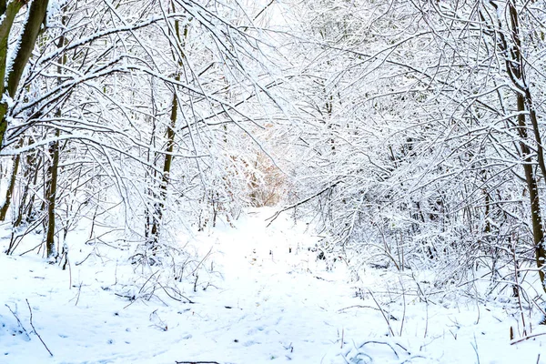 Drzew Pobliżu Rzeki Pokryte Białym Śniegiem Zimą — Zdjęcie stockowe
