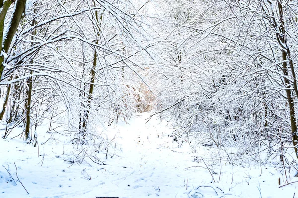 Trærne Ved Elven Dekket Hvit Snø Vinteren – stockfoto