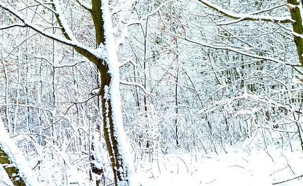 Trærne Ved Elven Dekket Hvit Snø Vinteren – stockfoto