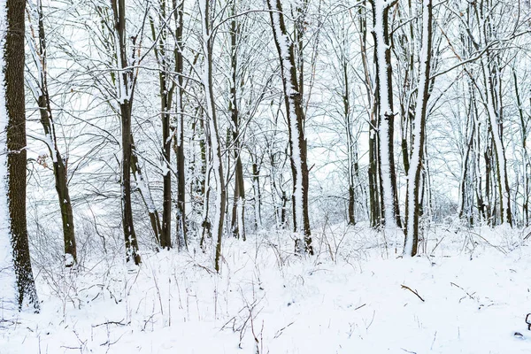 Stromy Řeky Jsou Pokryty Bílým Sněhem Zimě — Stock fotografie