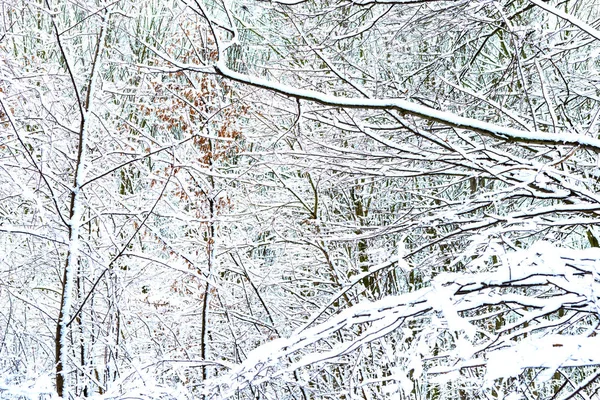 Träden Nära Floden Täckta Med Vit Snö Vintern — Stockfoto