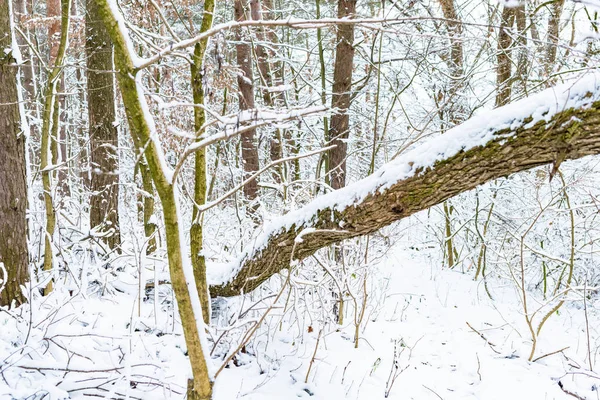 Bomen Buurt Van Rivier Zijn Bedekt Met Witte Sneeuw Winter — Stockfoto