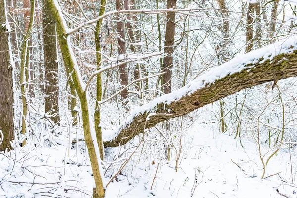 Los Árboles Cerca Del Río Están Cubiertos Nieve Blanca Invierno —  Fotos de Stock