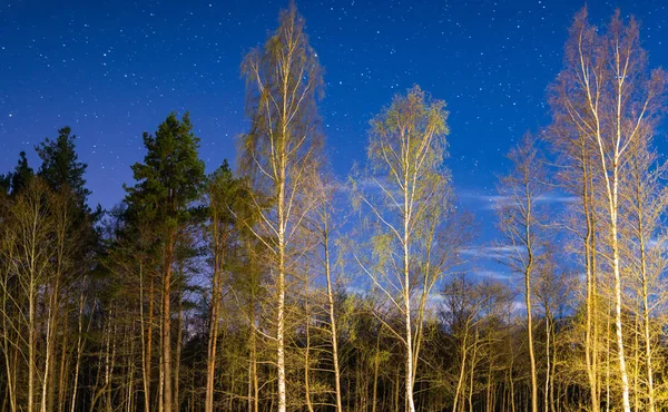 Ночной Пейзаж Разные Деревья Фоне Неба Звездами — стоковое фото