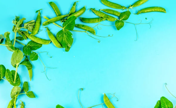 Groene erwten in peul-een hele plant op een turquoise achtergrond — Stockfoto