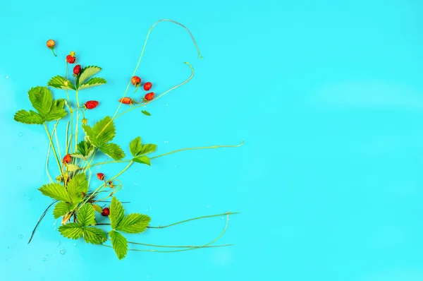 ターコイズ色の背景に全体として野生のイチゴ植物 — ストック写真