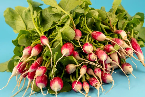 Red radish with green leaves turquoise background — Stock Photo, Image