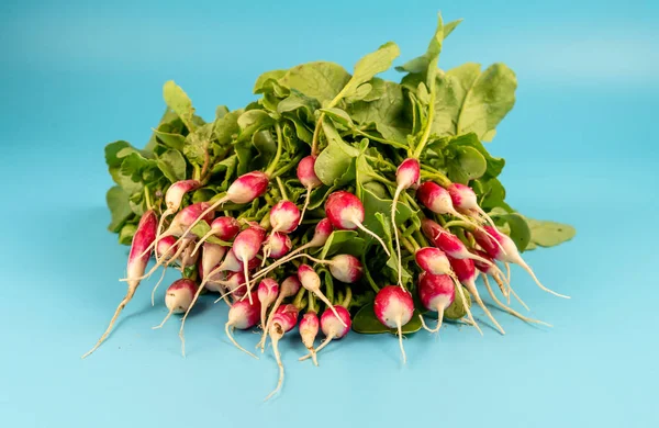 Red radish with green leaves turquoise background — Stock Photo, Image