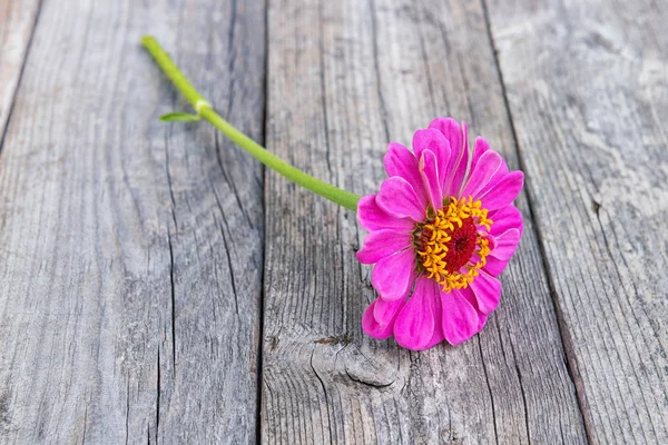 Pink Zinnia Flower Wood Background — Stock Photo, Image