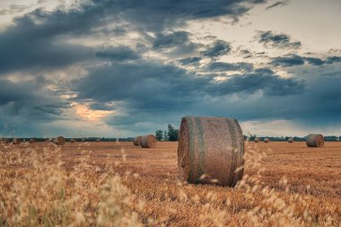 Hasat buğday alanları İtalyan yaz akşamları