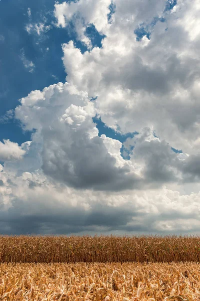 Veld Voor Helft Italiaanse Vlakte Geoogste Maïs — Stockfoto