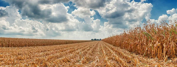 Поля Кукурузы Наполовину Собранные Итальянской Равнине — стоковое фото