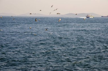 Boğaziçi, martılar ile İstanbul'a